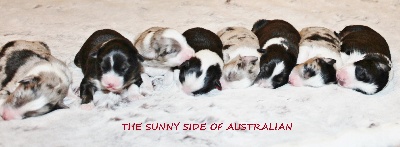 The Sunny Side Of Australian - Naissance des bébés 