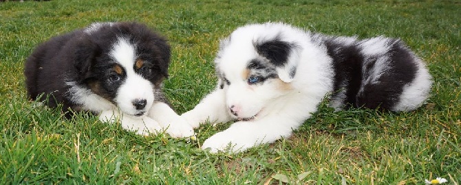 The Sunny Side Of Australian - Des nouvelles photos des bébés à 7 semaines