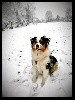  - Cheyenne aussi adore la neige:)