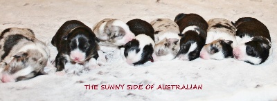 The Sunny Side Of Australian - Naissance des bébés