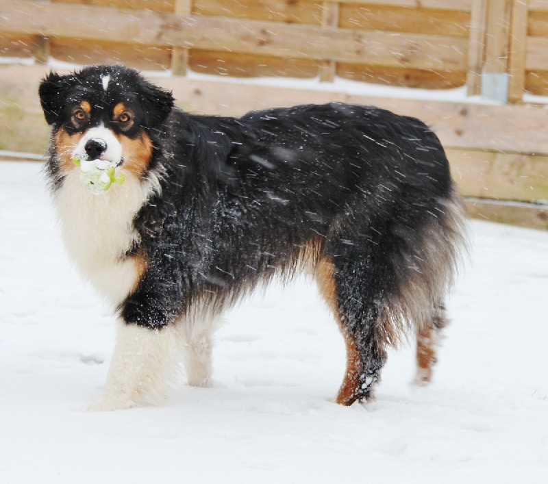 LE TRIO DANS LA NEIGE